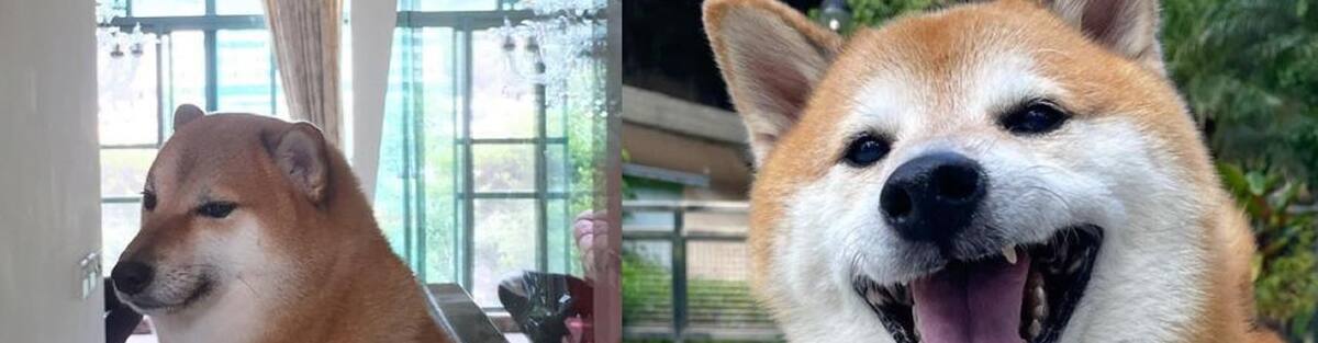 Fans paid tribute to the beloved Shiba Inu that captivated the social networks