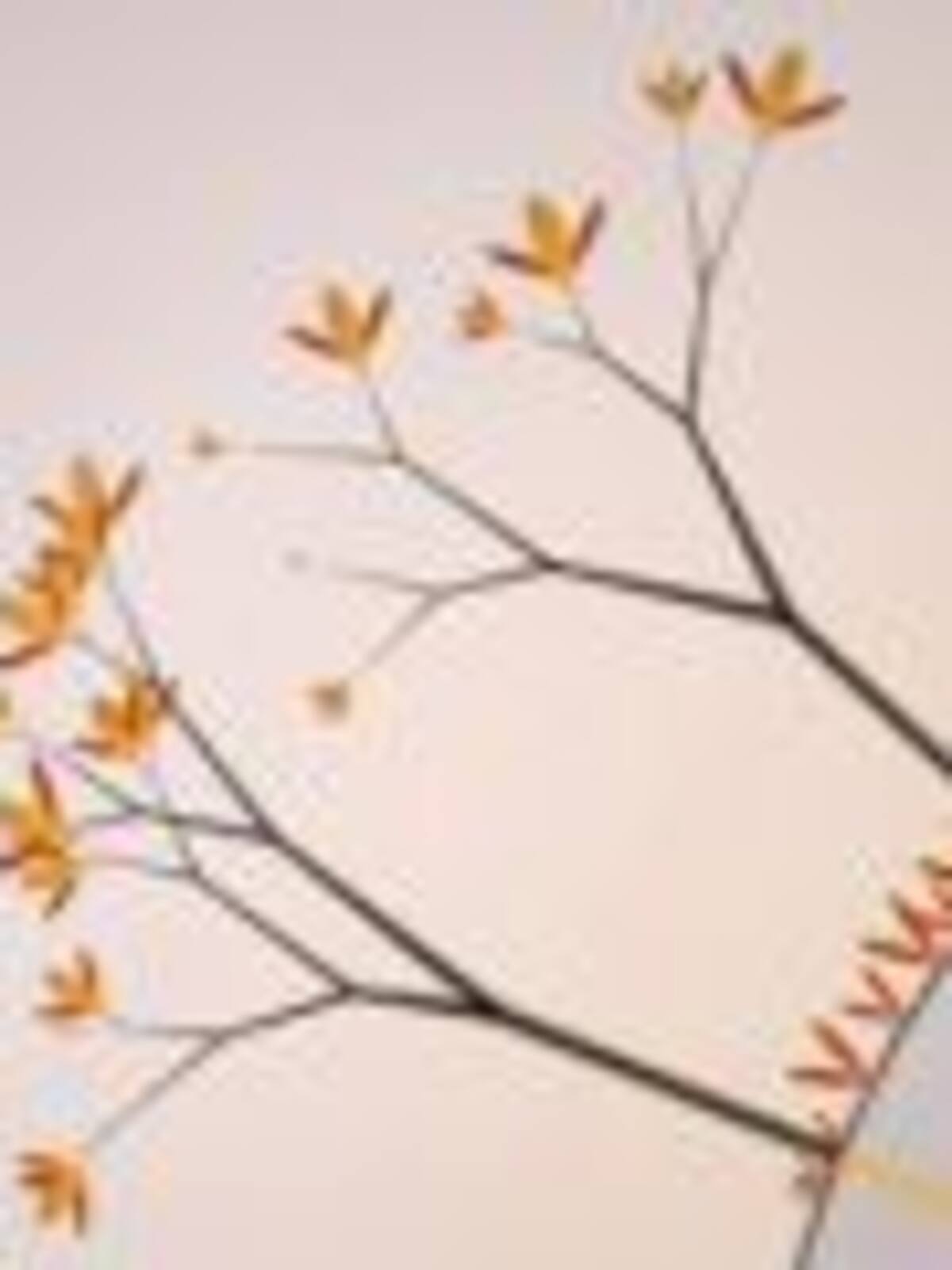 Eufloria