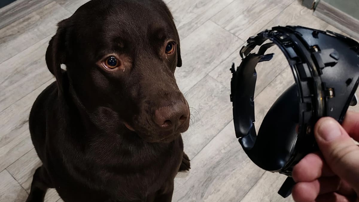 A canine mischief no player ever wants to experience