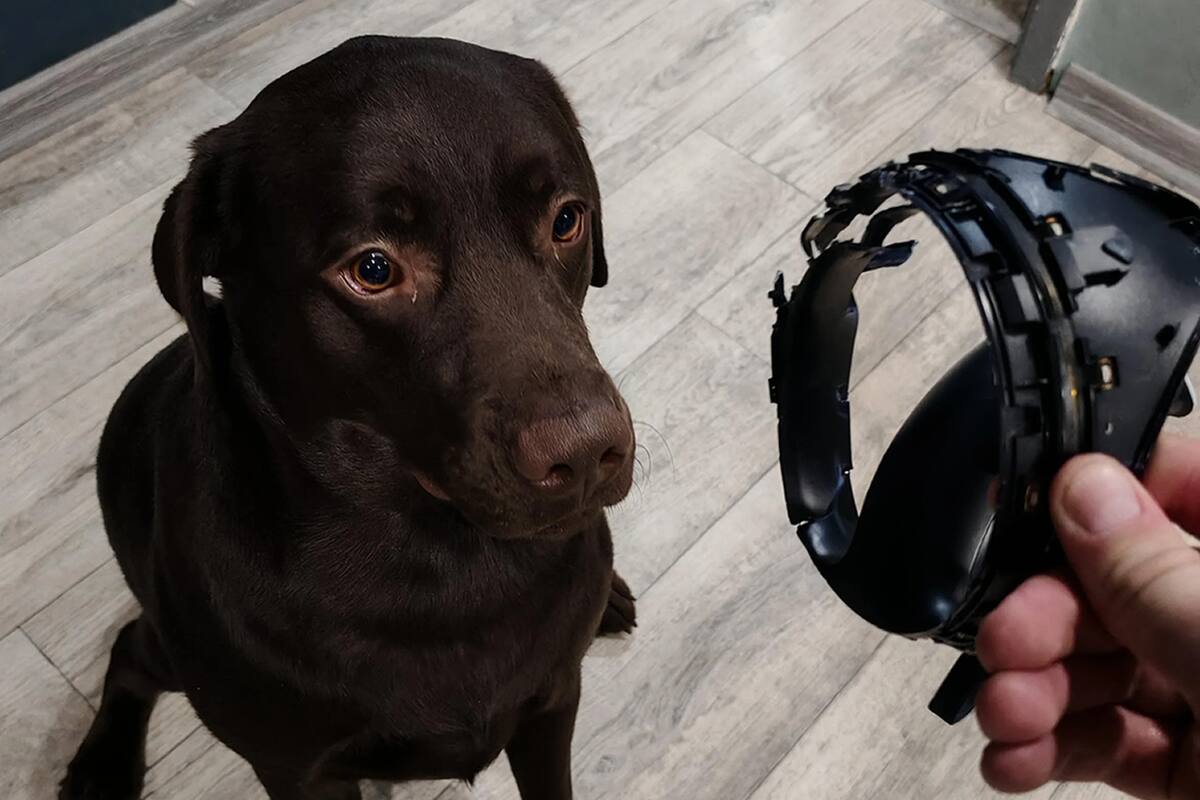 "Do you think he is ashamed?": a player shares how his dog destroyed his PlayStation controller; the community finds it both terrifying and adorable