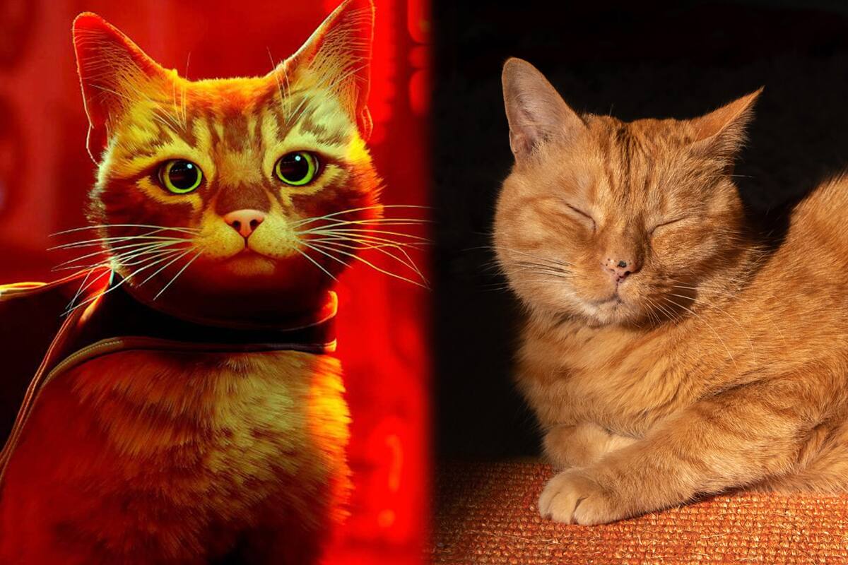 Stray, juego nominado al GOTY de 2022, ayudó a muchos gatitos reales