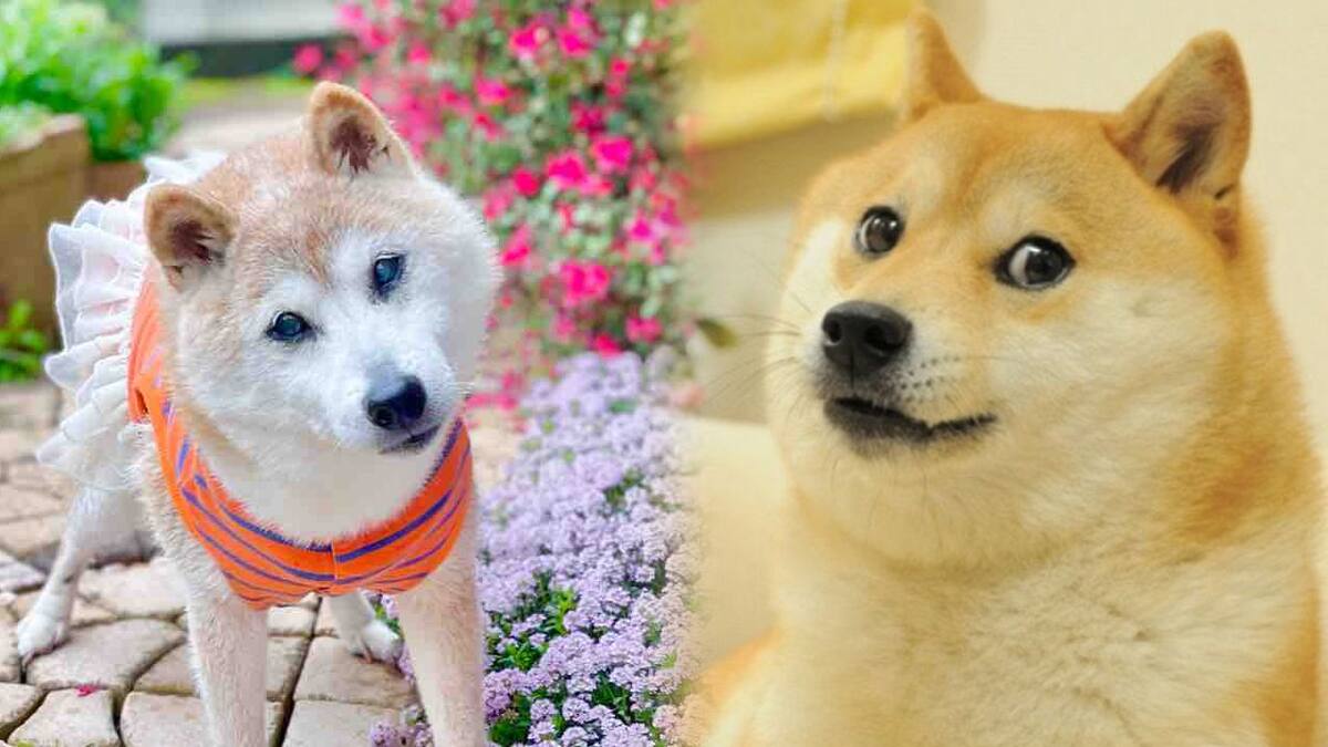 Atsuko Sato reveló la muerte de su querida amiga de 4 patas y agradeció el apoyo del internet