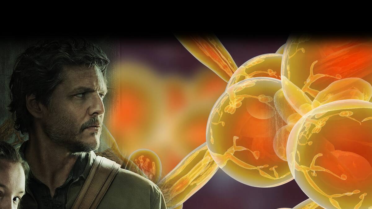 Candida auris se está esparciendo por hospitales de Estados Unidos y tiene el potencial de ser un peligro global