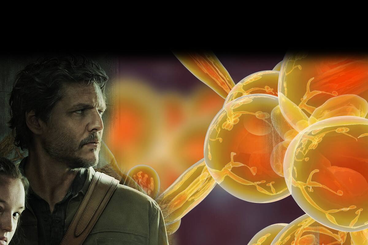 Un nuevo hongo potencialmente mortal enciende alarmas y no es el cordyceps de The Last of Us