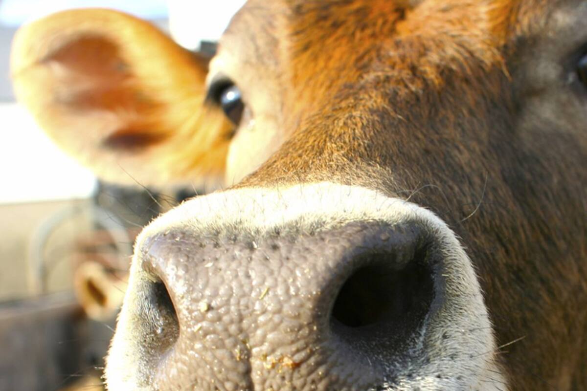 El nivel secreto de las vacas es real en Diablo III