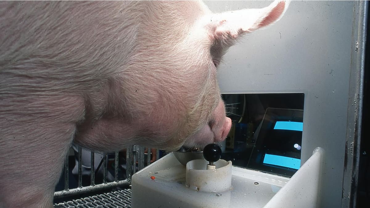 Científicos entrenaron a varios animales para interactuar con un joystick y un juego