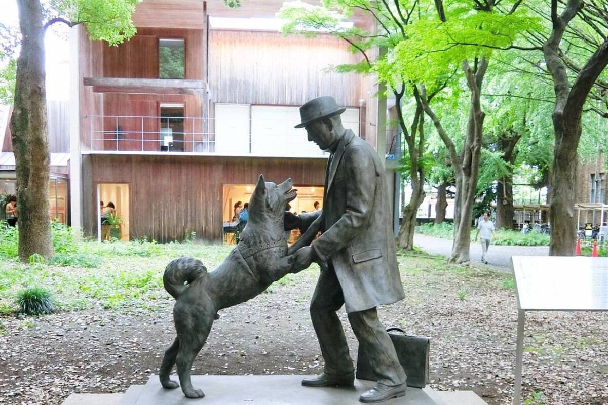Hachiko tendrá un anime que se estrenará este mismo año