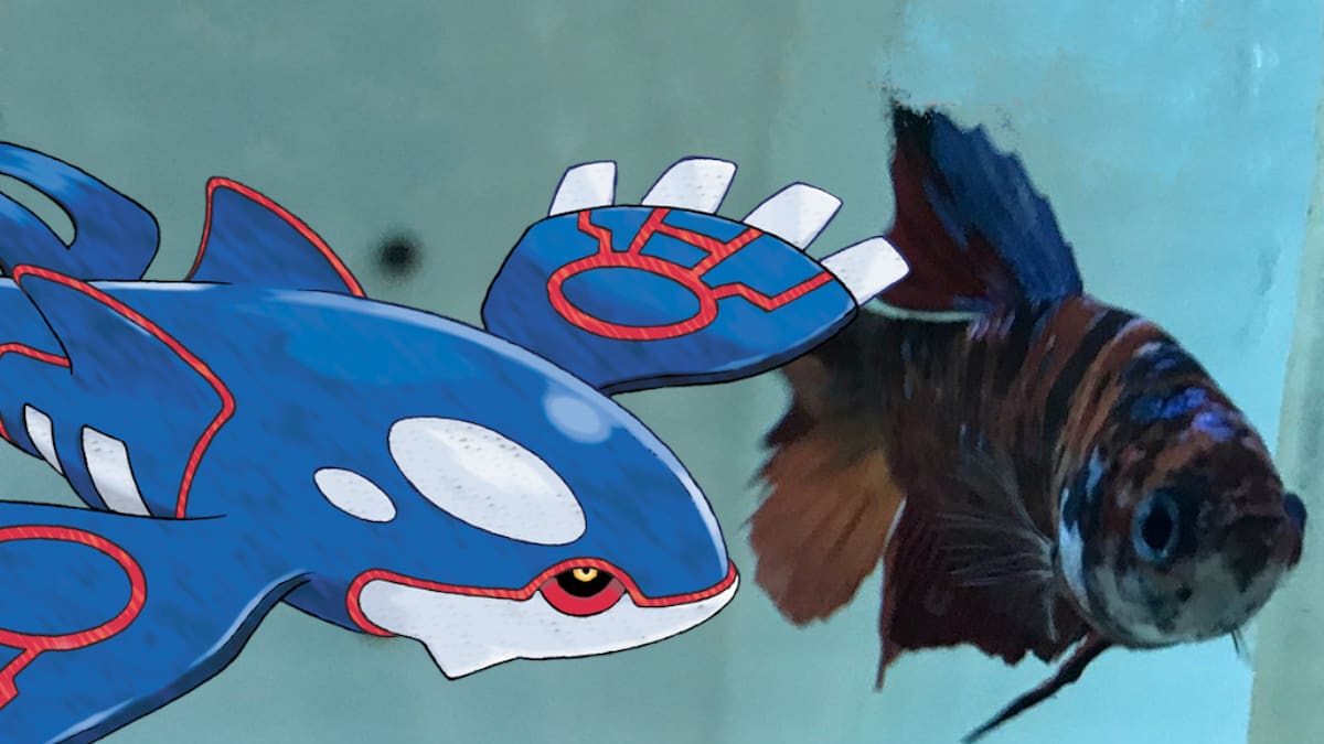 Durante su partida, los peces descubrieron un curioso bug