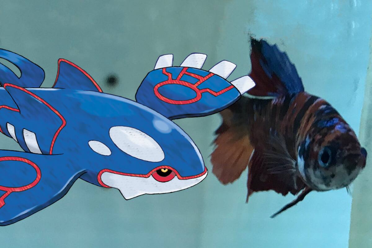 Peces terminan Pokémon Sapphire luego de 3000 horas de juego