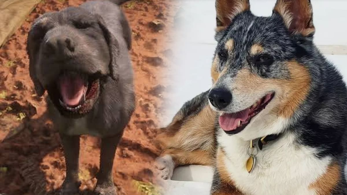 El blue heeler era la mascota de uno de los animadores de Rockstar Games