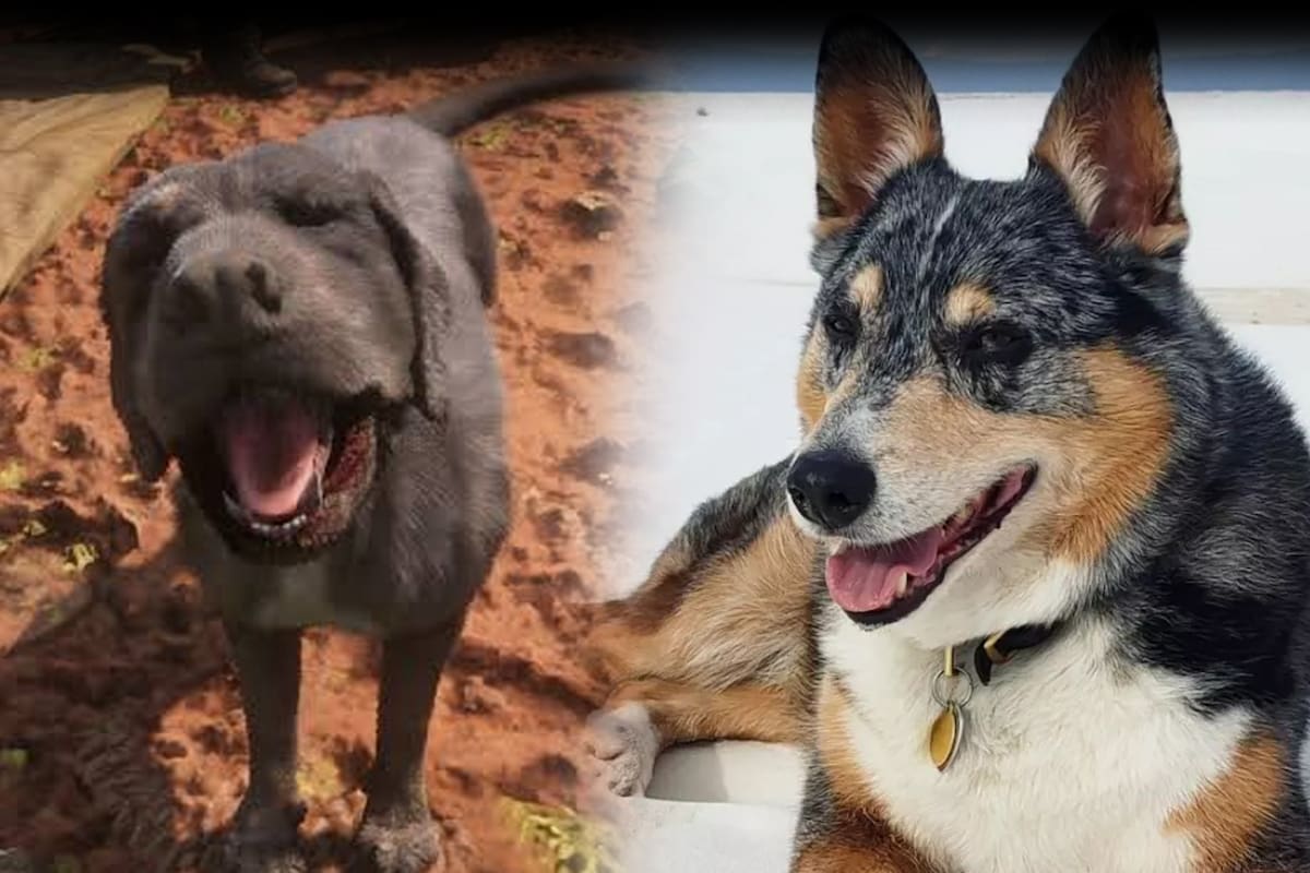 Falleció Einstein, el perro que interpretó a Cain en Red Dead Redemption 2
