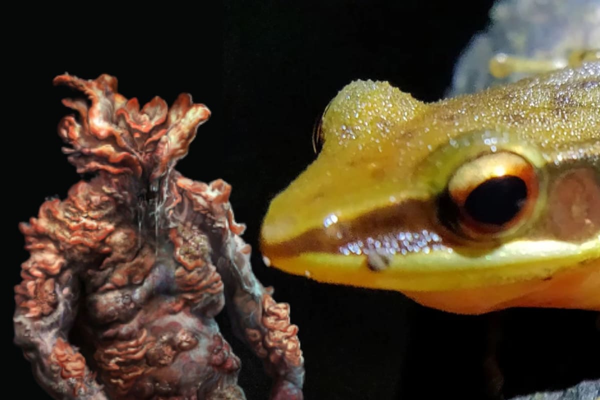 Hallan inaudito brote de hongo en rana, ¿ficción de The Last of Us podría volverse real?