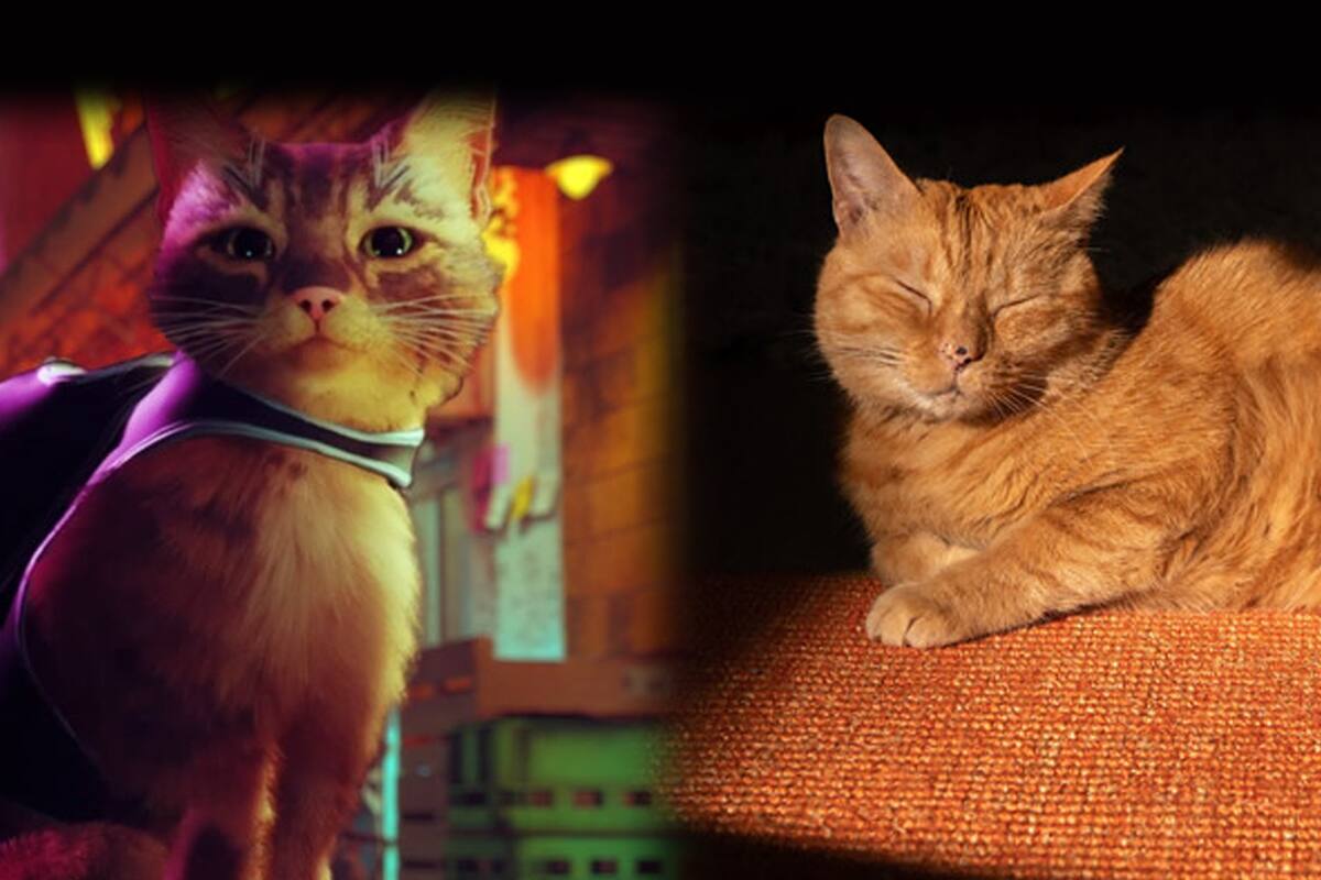 El gatito de Stray está inspirado en un michi real y así es su vida