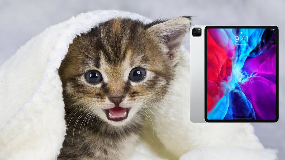El pequeño michi también le entra al gaming en móviles