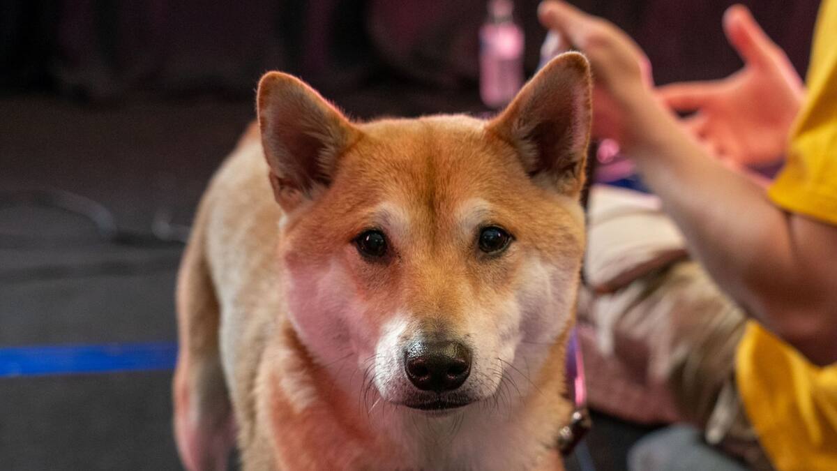 El shiba inu gamer hizo historia y conquistó a la audiencia