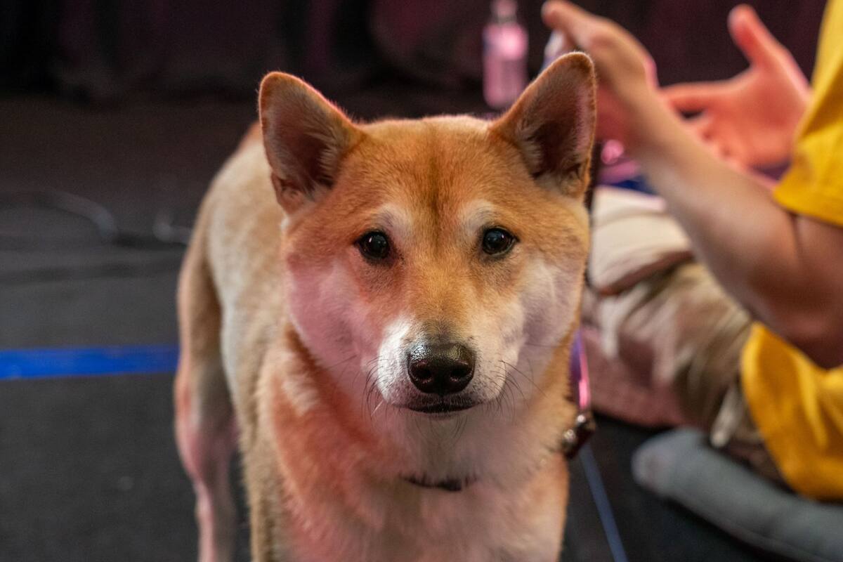 Perro speedrunner jugó SNES y la rompió en Summer Games Done Quick 2024