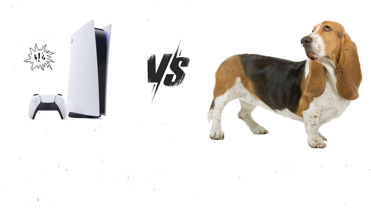 El video parece demostrar que la mascota prefiere consolas Xbox y Nintendo
