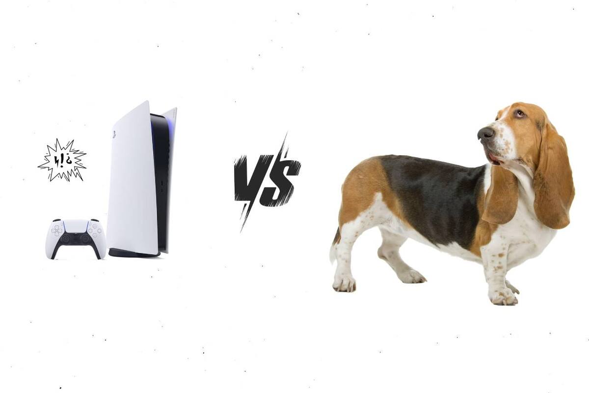 Un perro defecó junto a un PlayStation 5 que recibió una niña como regalo de Navidad