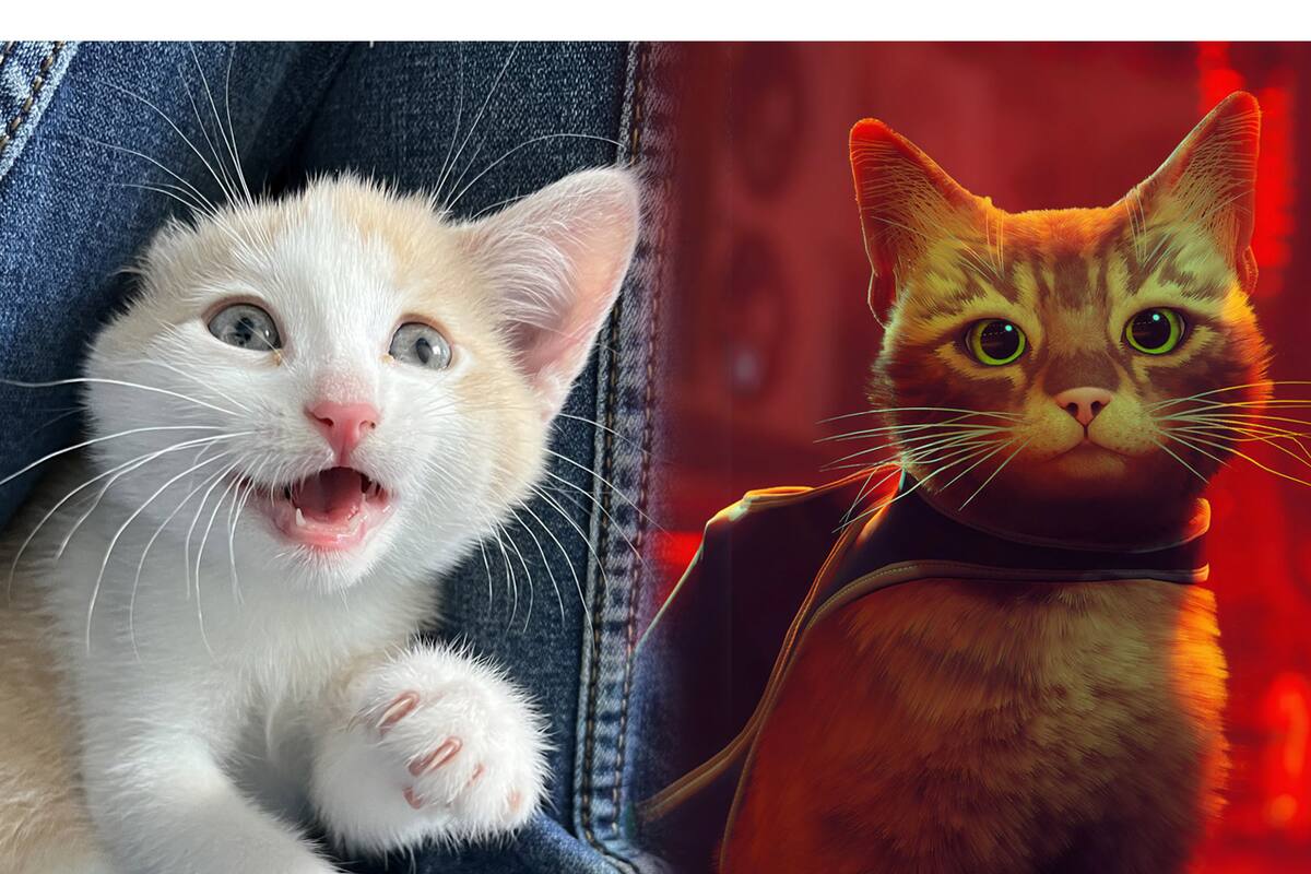 Refugio de animales hace streams de Stray para salvar la vida de gatitos reales