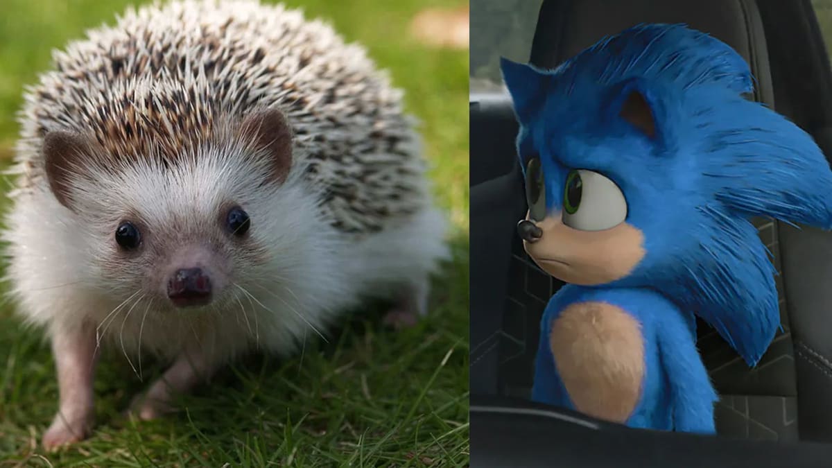 Erizo azul Sonic