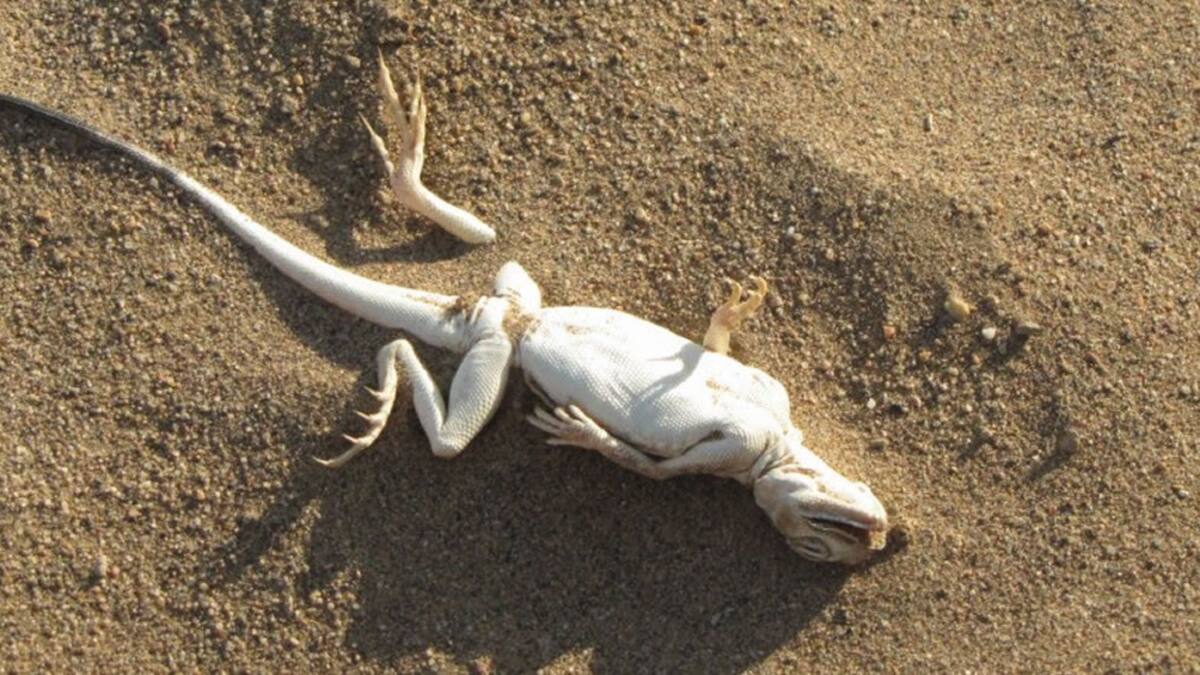 Filtran base de datos de Lizard Stresser