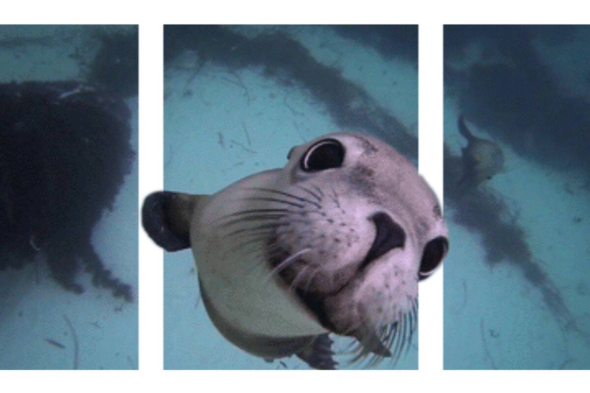 La novedad de los Gifs que dan la impresión de estar en 3D