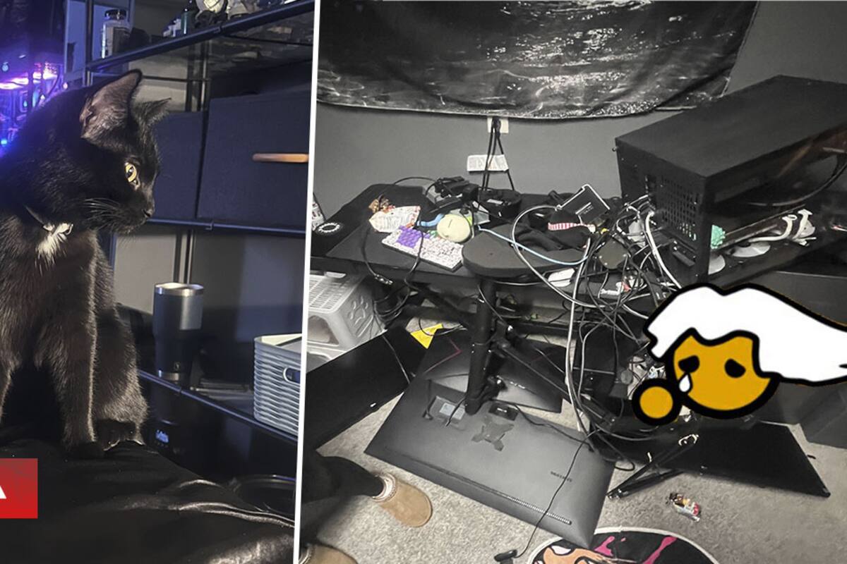 Llega a su casa a jugar en su PC después del trabajo y descubre que su gato destruyó toda su configuración: “¿Lloro ahora o más tarde...?”