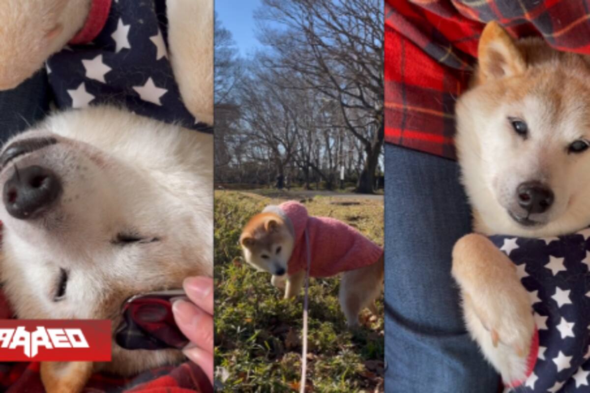 La famosa perrita meme se está recuperando: ya come y bebe agua por si sola