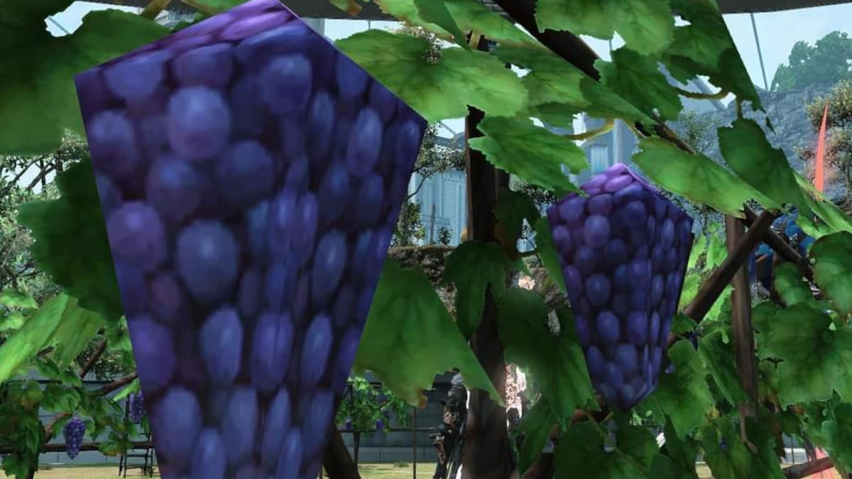 Los racimos de uvas de Labyrinthos se ganaron el cariño de la comunidad