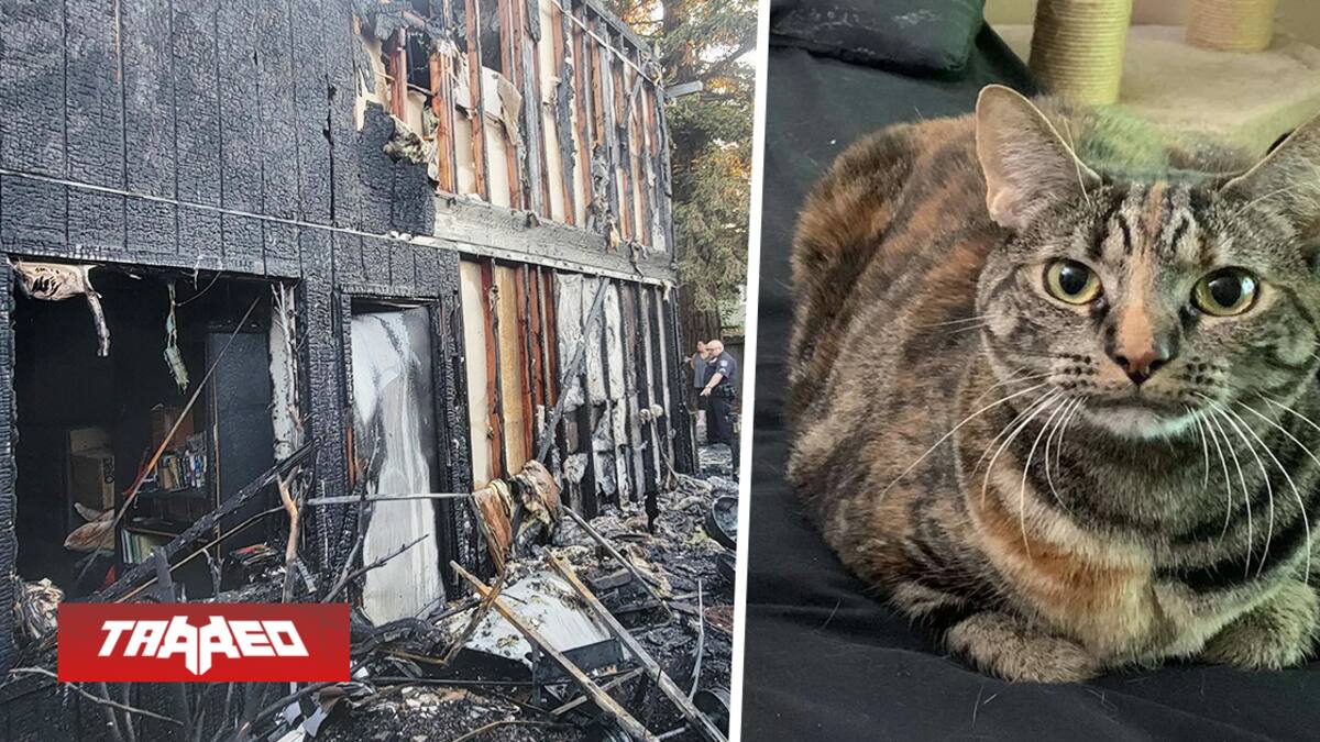 Muchos jugadores comentan que estarían destrozados si perdieran así a su mascota