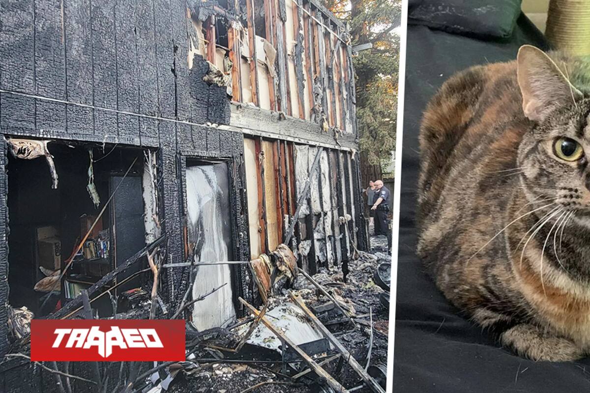 Jugador de PC pierde su casa y su setup en un incendio, pero también a su gato: la comunidad envía mensajes de condolencias y ánimo