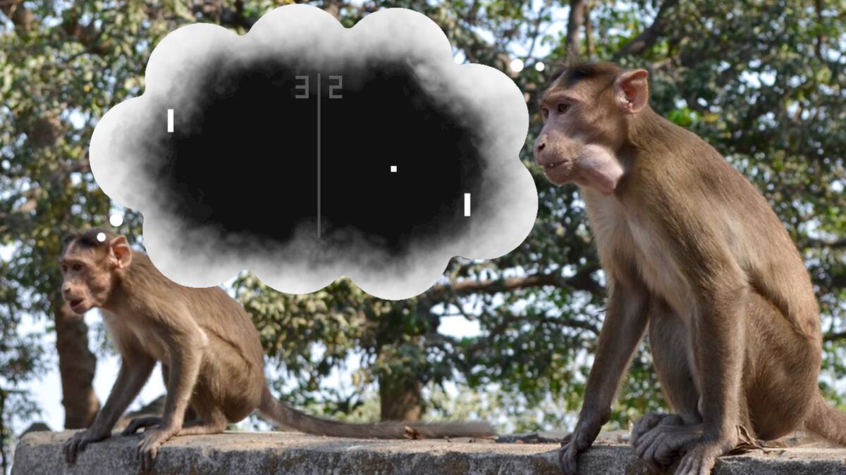 Nauralink ya implantó pequeños chips en el cerebro de primates