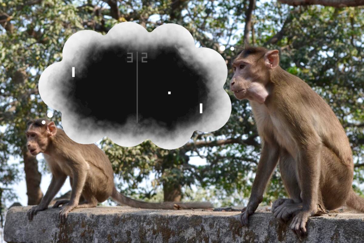 Elon Musk intentará hacer que 2 simios cyborg jueguen Pong mentalmente