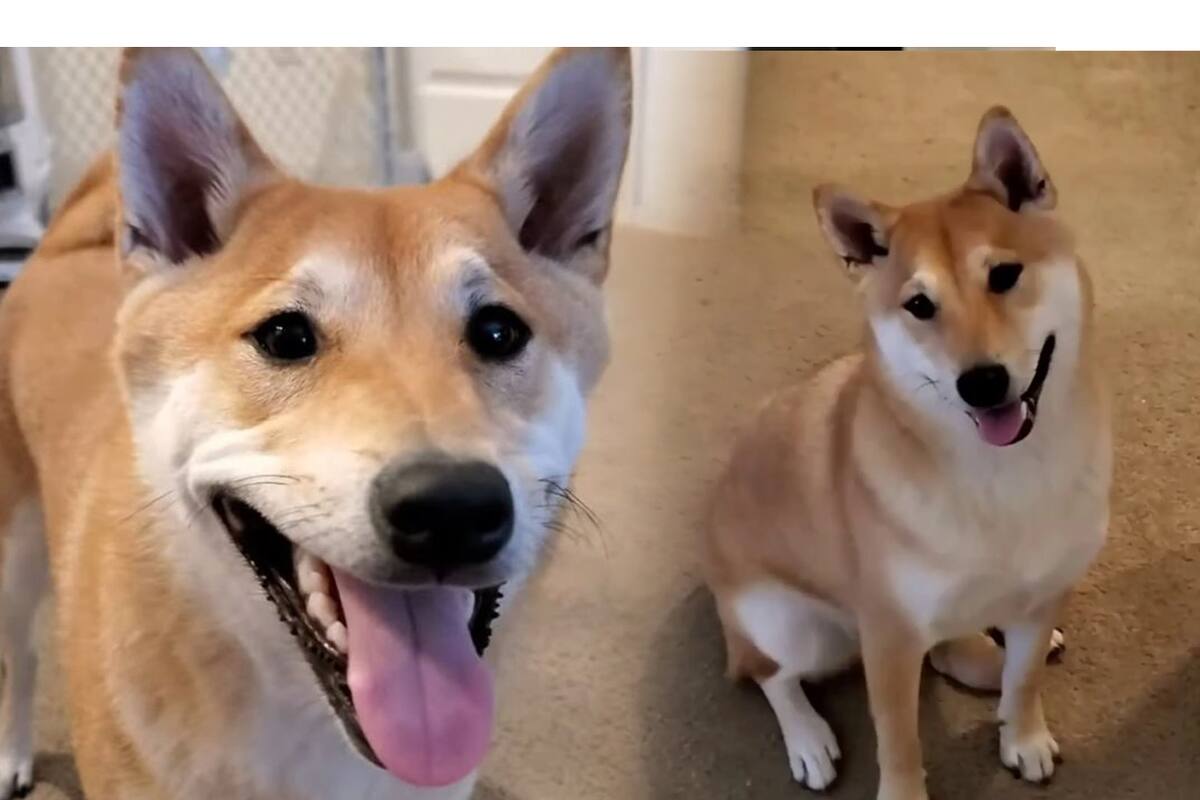 Este perrito gamer acabó un juego de NES y recaudó $26,000 USD para la caridad