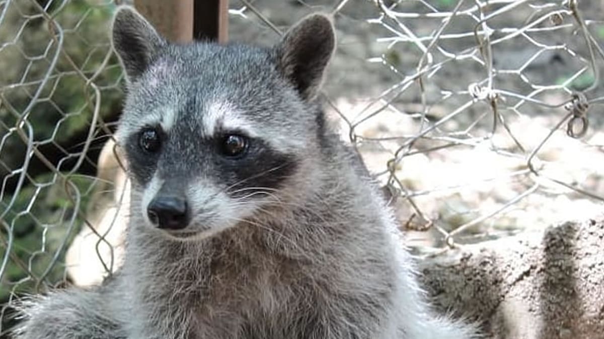 PlayForWildLife está en busca de donaciones para crear un centro de conservación en Chiapas
