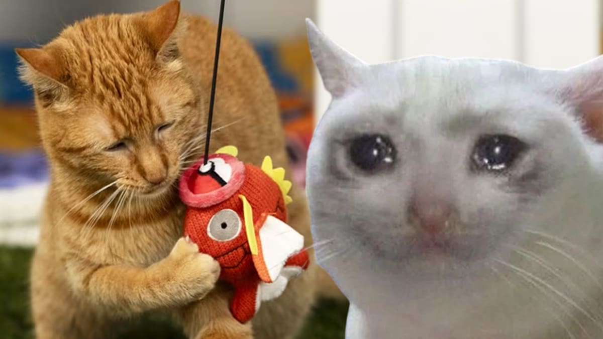 Pokémon juguete gato