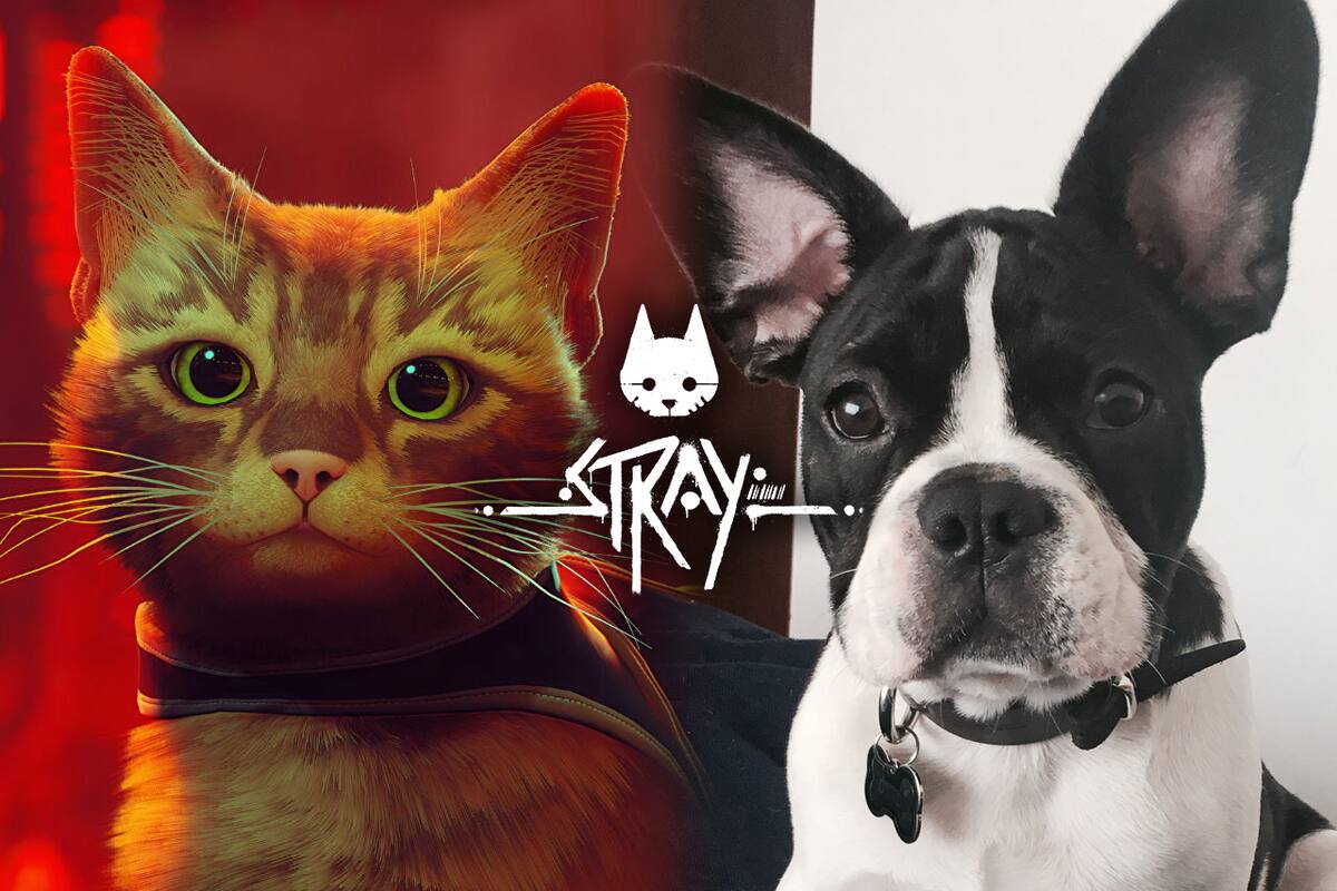 ¡Inevitable! Ya puedes jugar como un perrito en Stray gracias a este mod