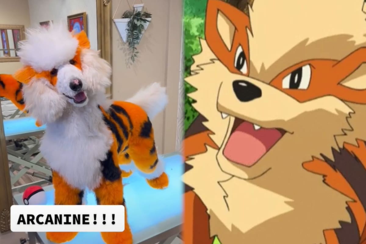 ¿Arcanine en la vida real? Fan transforma a su perro en el Pokémon y se vuelve viral