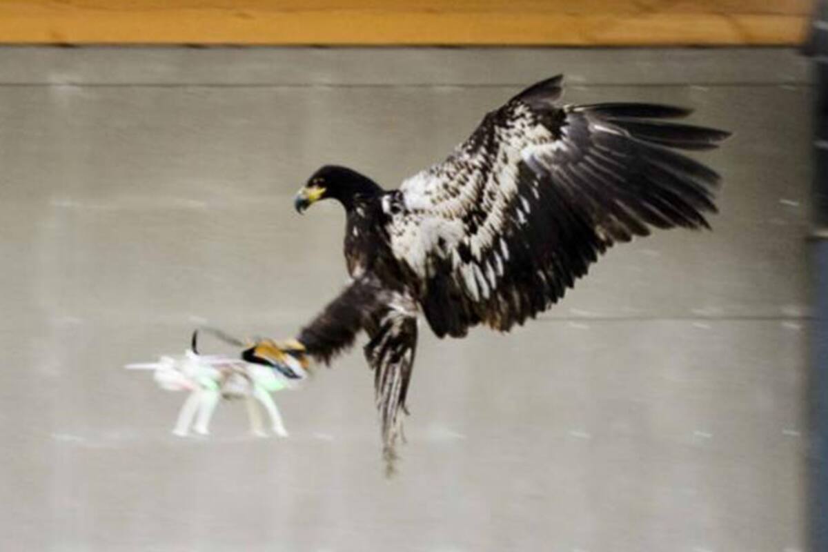 Policía Holandesa entrena águilas para atrapar drones en el aire