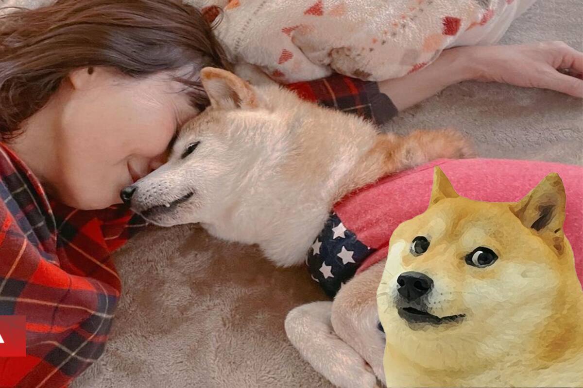 La famosa perrita meme y cara de los Dogecoin está gravemente enferma y podría morir