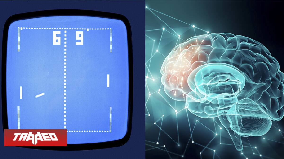 Sus células son las primeros en cumplir tareas con objetivos específicos