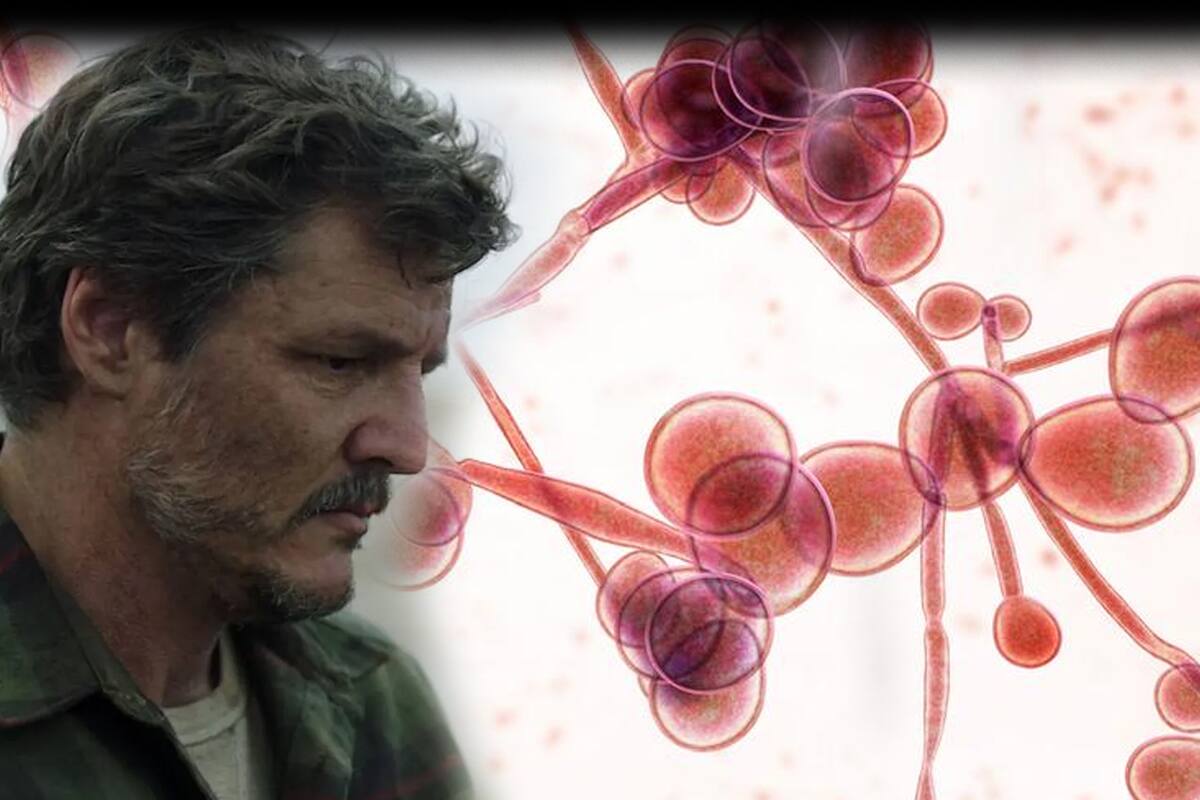 Candida auris: ¿qué es, cómo se contagia, cuáles son los síntomas y qué tan peligroso es el mortal hongo?