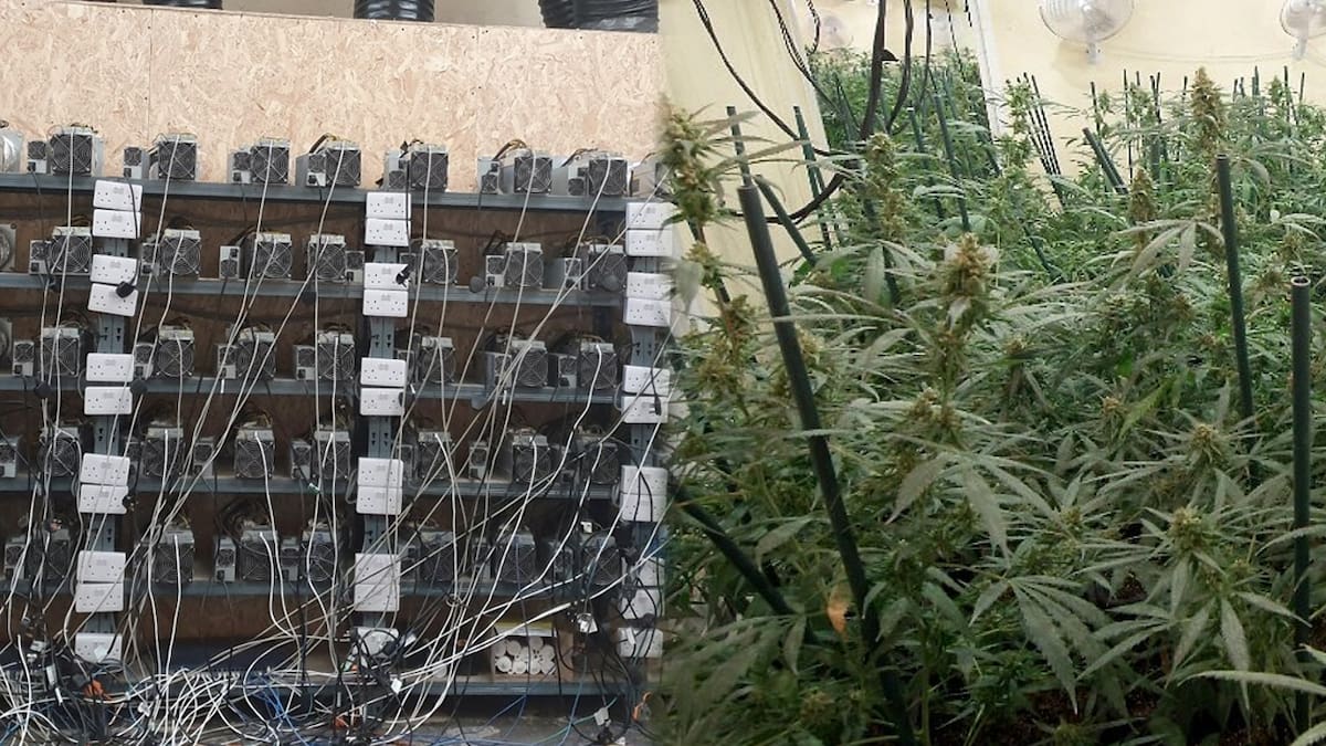 Todo parecía indicar que en el lugar cultivaban cannabis
