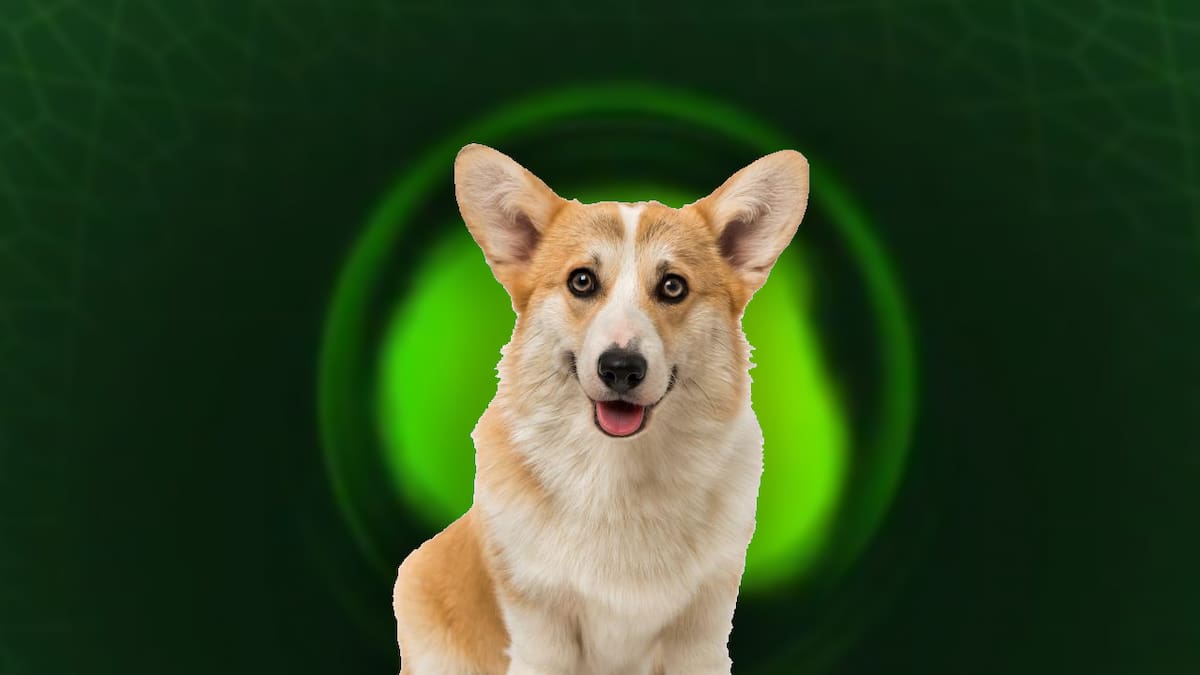Un mando único para celebrar a una bonita raza de perros