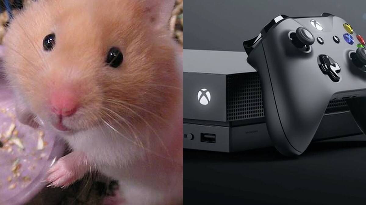 Un roedor llamado Degu encontró en la consola de Microsoft la fuente ideal de calor