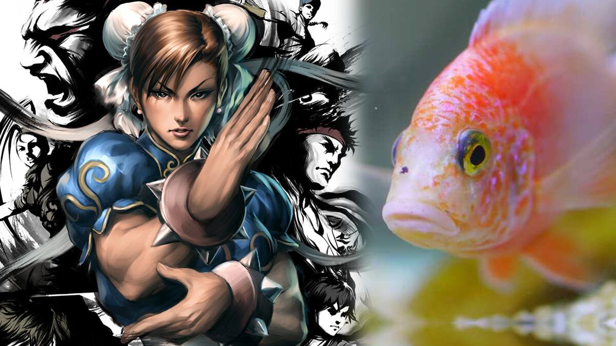 Un streamer desarrolló un software especial que registra la posición de los animalitos