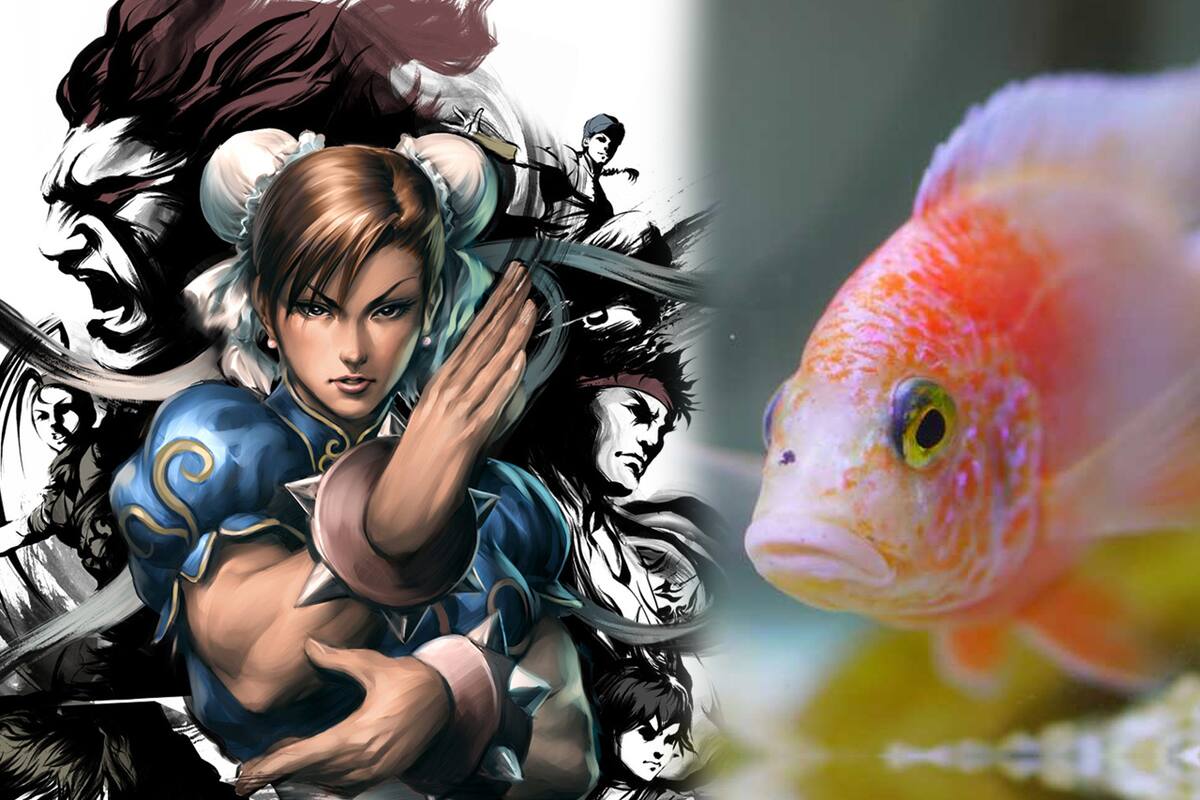 Estos peces juegan Street Fighter como si fueran unos pro players