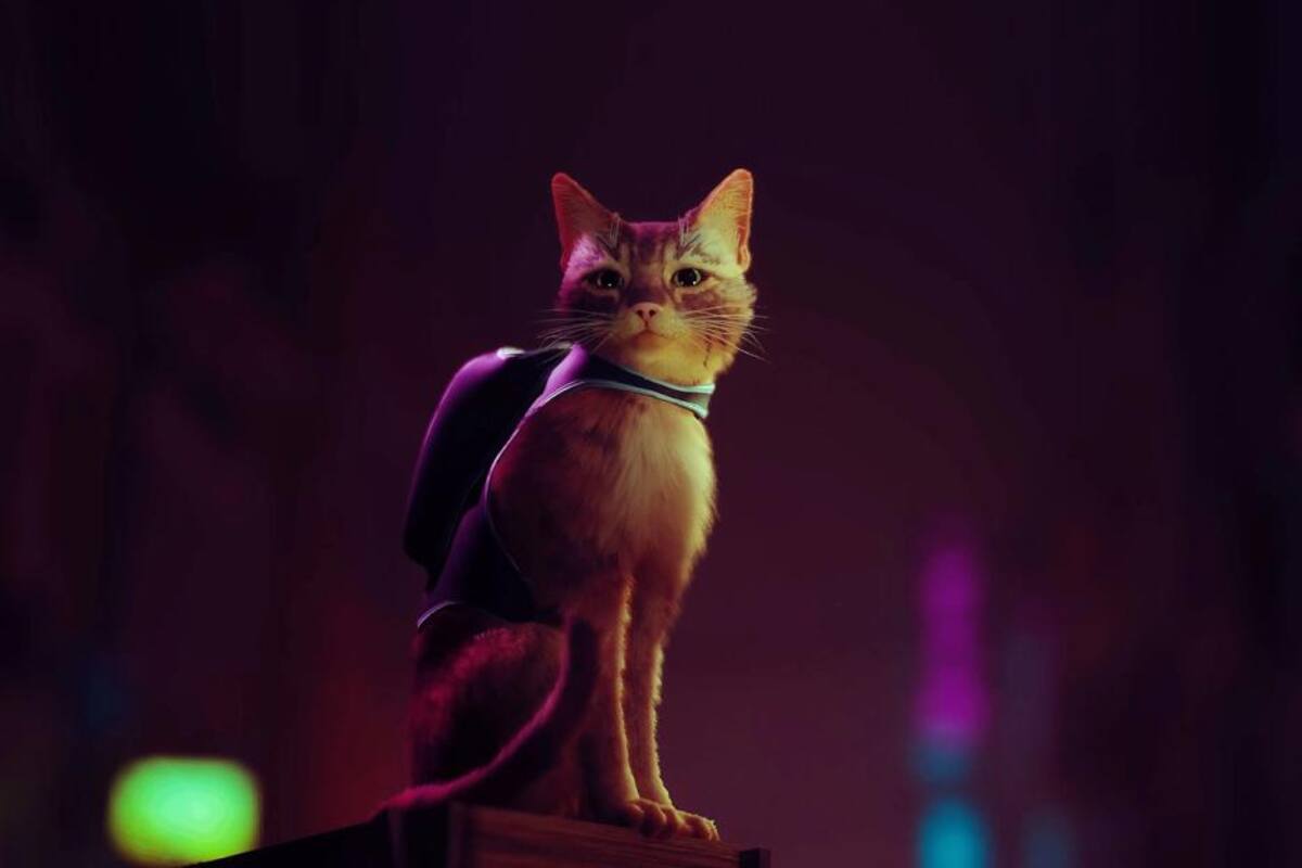 Stray