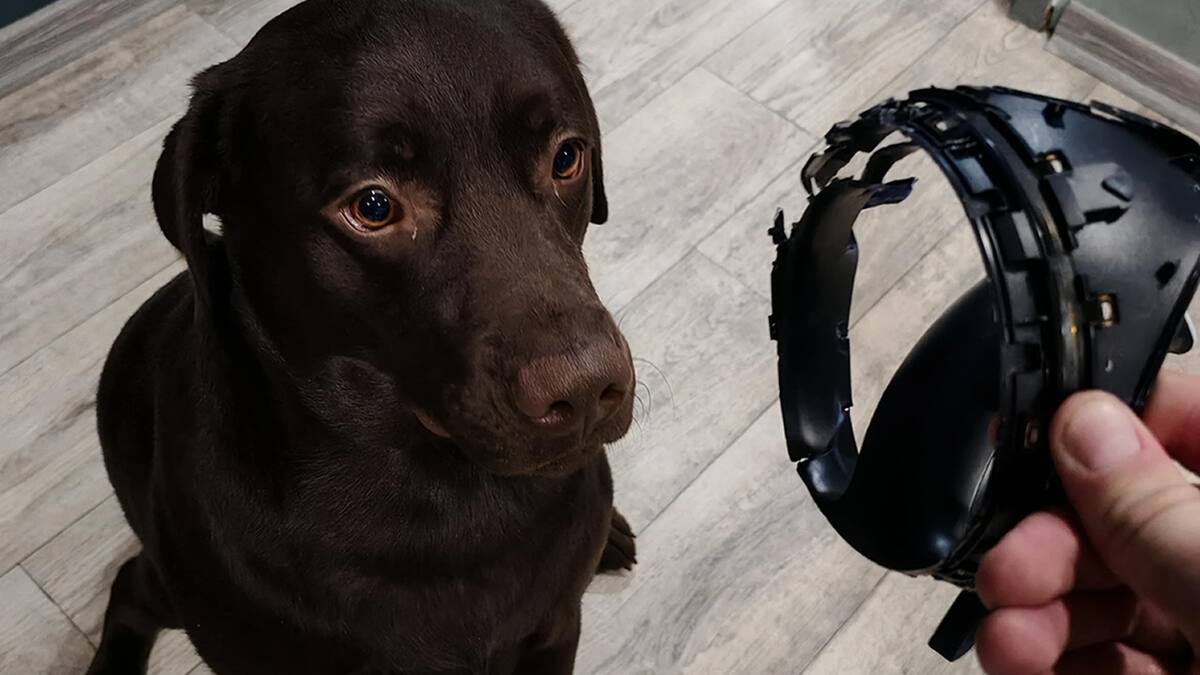 Una travesura canina que ningún jugador quiere experimentar