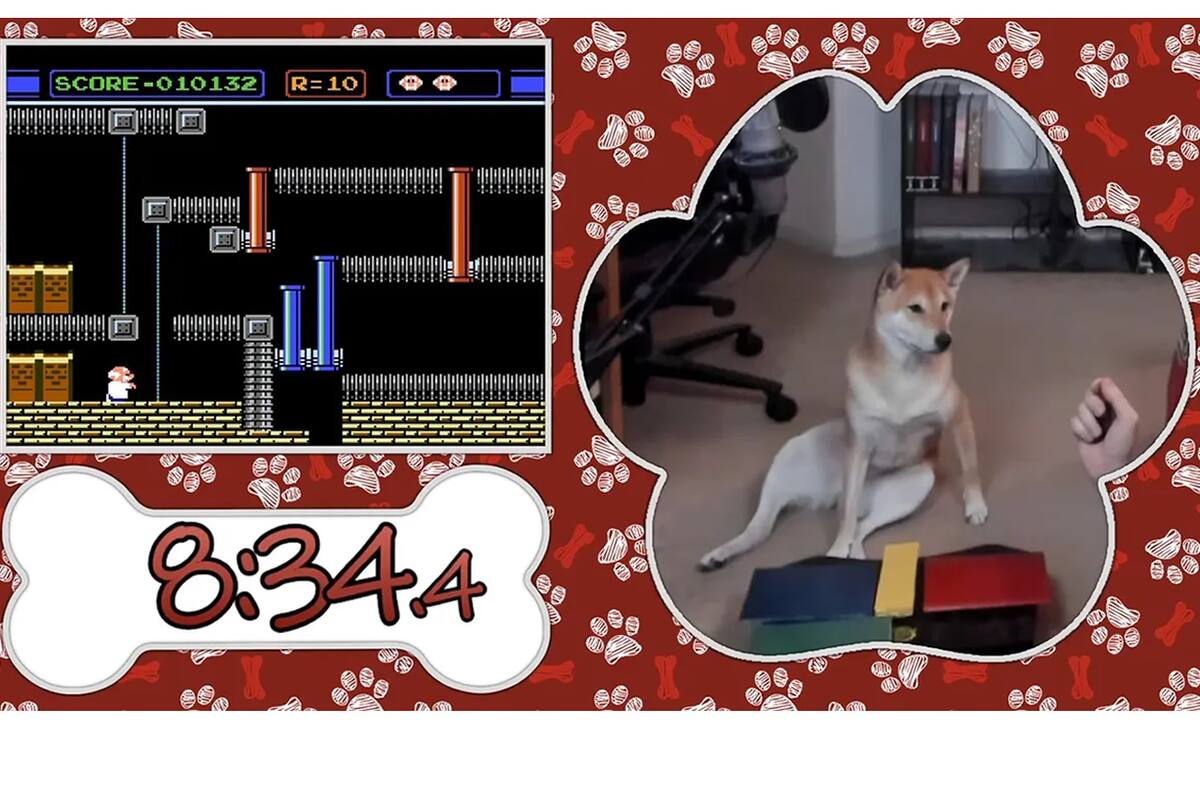 This adorable dog plays video games and will speedrun a classic Nintendo game